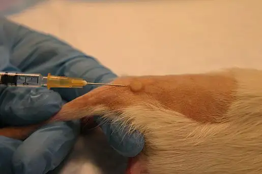 Intradermal injektion, rotte