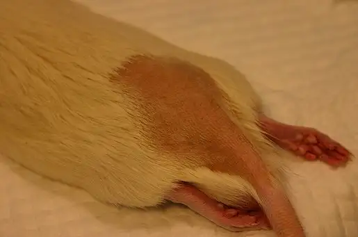 Intradermal injektion, rotte