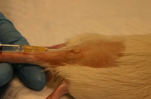Intradermal injektion, rotte