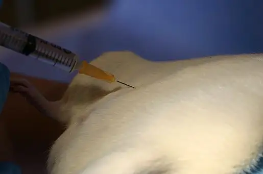 Intraperitoneal injektion, rotte